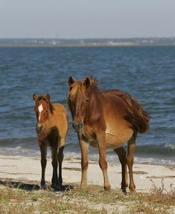 MI9E1029 Banker Pony Mare & Foal, North Carolina, USA 2007