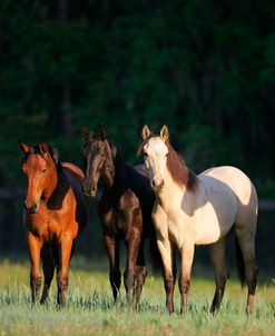 MI9E2570 Kiger Mustang & Warmbloods Yancey Farms, FL