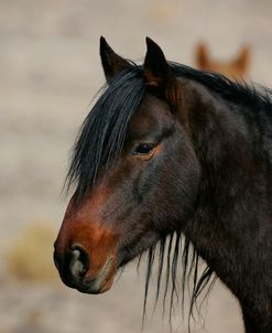 MI9E8190 Wild Mustang, BLM Nevada, USA