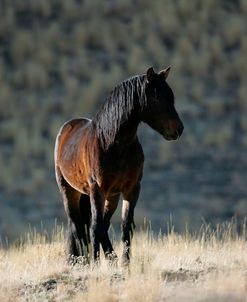 MI9E8415 Wild Mustang Stallion, BLM Nevada, USA
