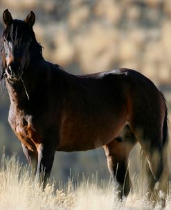 MI9E8422 Wild Mustang Stallion, BLM Nevada, USA