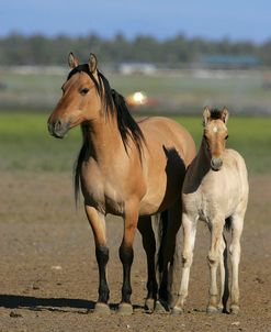 MI9E1503 Kiger Mustang Mare & Foal, K.M.R. Co, Oregon