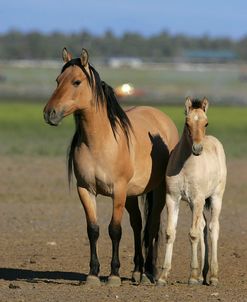 MI9E1503 Kiger Mustang Mare & Foal, K.M.R. Co, Oregon