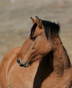 MI9E1527 Mustang Pryor Mountains, USA