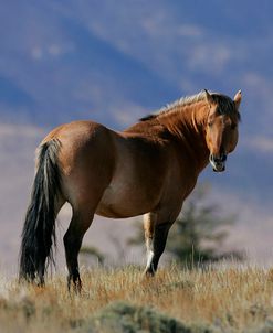 MI9E1577 Mustang Pryor Mountains, USA