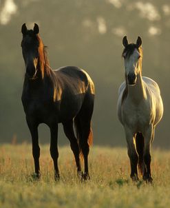 PIC07 Kiger Mustangs Yancey Farms, FL