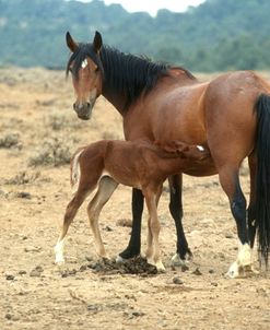 PIC6282 Wild Mustang Mare & Foal Sucking, Nevada