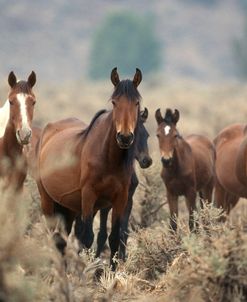 PIC6283 Wild Mustangs, Nevada