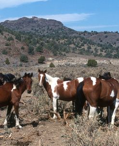 PIC6359 Wild Mustangs, Nevada