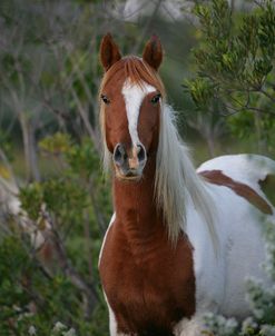 ZS9M2539 Chincoteague Pony, Virginia, USA