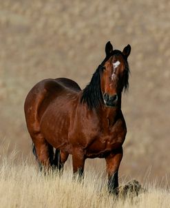 MI9E8478 Wild Mustang, BLM Nevada, USA