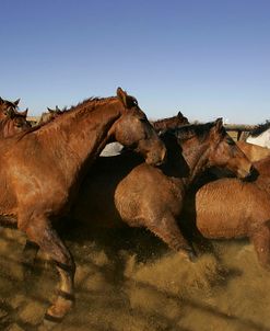 MI9E8693 BLM Managed Mustangs, Nevada