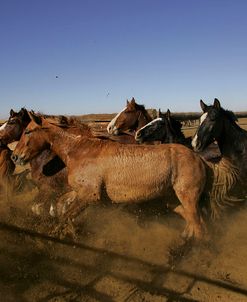 MI9E8720 Mustang Holding Station, BLM Managed Mustangs, Nevada