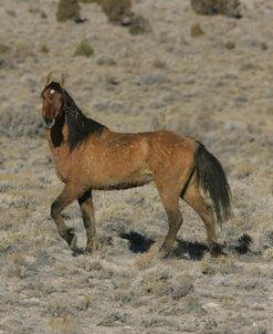 MI9E8847 Sulphur Mustang, Utah, USA