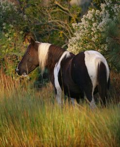 ZS9M2559 Chincoteague Pony, Virginia, USA