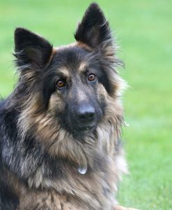 AY3V1961 Shepherd – German Long-haired