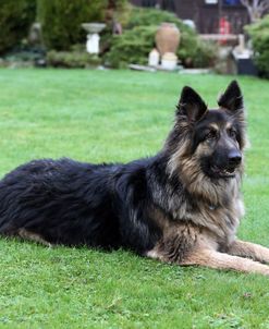 AY3V1970 Shepherd – German Long-haired