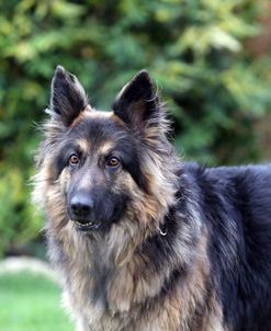 AY3V1982 Shepherd – German Long-haired