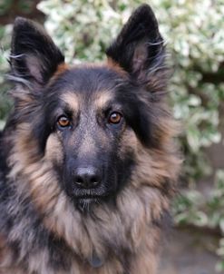 AY3V1990 Shepherd – German Long-haired