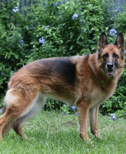 AY3V3378 Shepherd – German