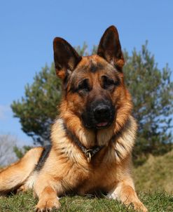 CQ2R0865 Shepherd – German