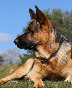 CQ2R0878 Shepherd – German