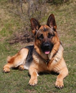 CQ2R0884 Shepherd – German