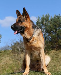 CQ2R0906 Shepherd – German