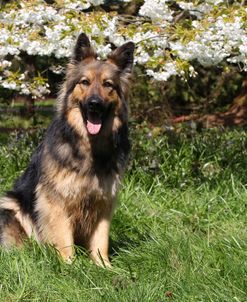 CQ2R2975 Shepherd – German Long-haired