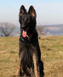 CQ2R4099 Shepherd – German Long-haired