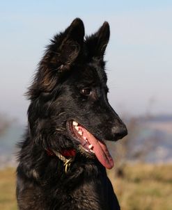 CQ2R4101 Shepherd – German Long-haired