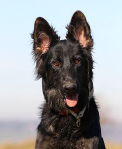 CQ2R4134 Shepherd – German Long-haired