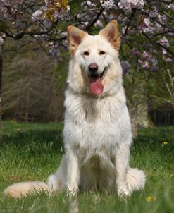 CQ2R4981 Shepherd – German