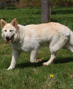 CQ2R5026 Shepherd – German