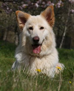 CQ2R5056 Shepherd – German