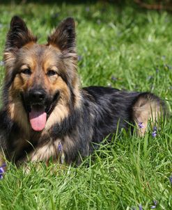 CQ2R3003 Shepherd – German Long-haired