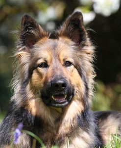 CQ2R3018 Shepherd – German Long-haired