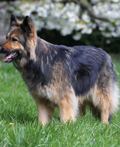 CQ2R3041 Shepherd – German Long-haired