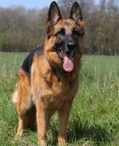 CQ2R5205 Shepherd – German