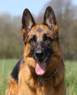 CQ2R5209 Shepherd – German