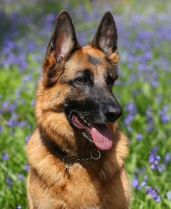 CQ2R5218 Shepherd – German