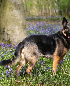 CQ2R5230 Shepherd – German