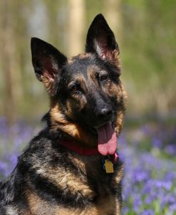 CQ2R5288 Shepherd – German