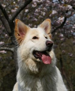 CQ2R5059 Shepherd – German