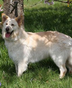 CQ2R5098 Shepherd – German