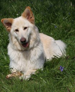 CQ2R5110 Shepherd – German