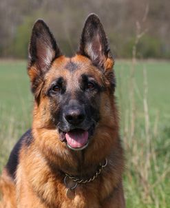 CQ2R5195 A Shepherd – German