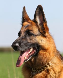 CQ2R5548 Shepherd – German