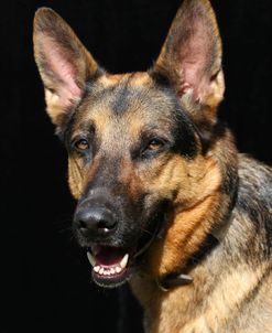 CQ2R5582 Shepherd – German