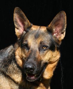 CQ2R5595 Shepherd – German